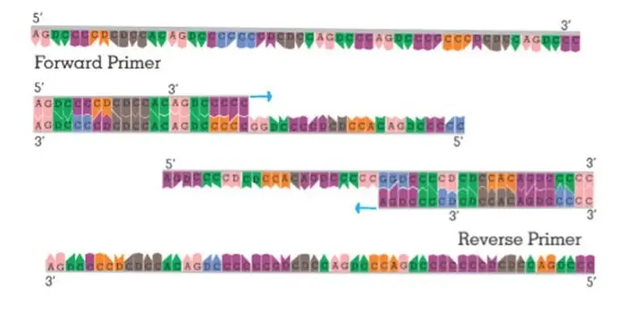 Types of Primer in PCR
