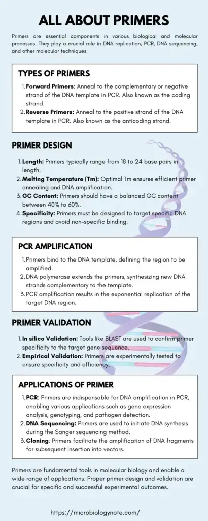 All About Primers Infographic
