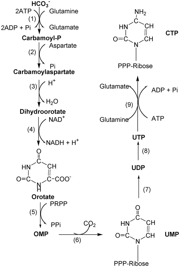 Synthesis of Pyrimidine nucleotides. 