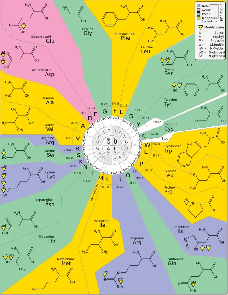 Codon Chart
