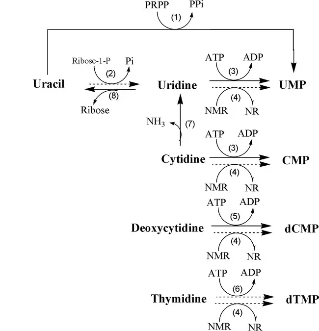 Pyrimidine salvage and related pathways in plants.