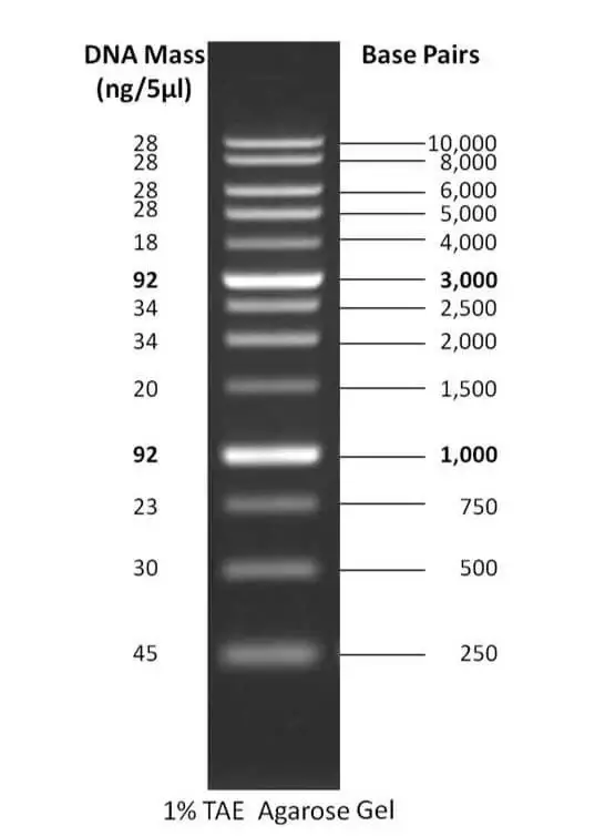 1 kb DNA ladder