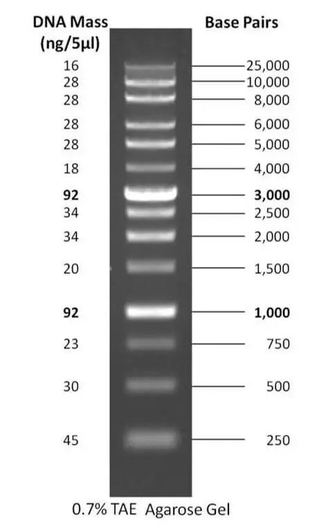 1 kb plus DNA ladder 