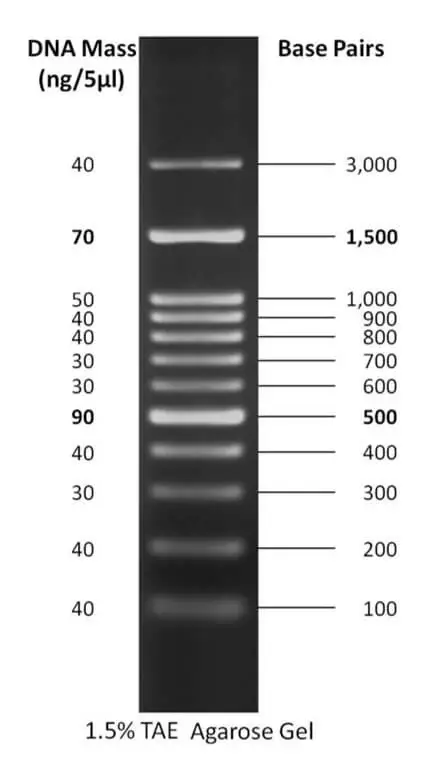 100 bp plus DNA ladder