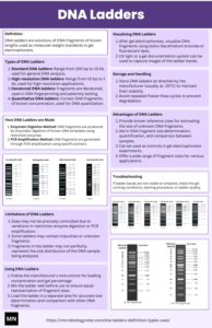 DNA Ladders Concept Map/Cheatsheet