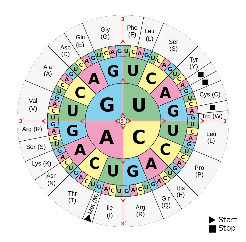 Codon Chart
