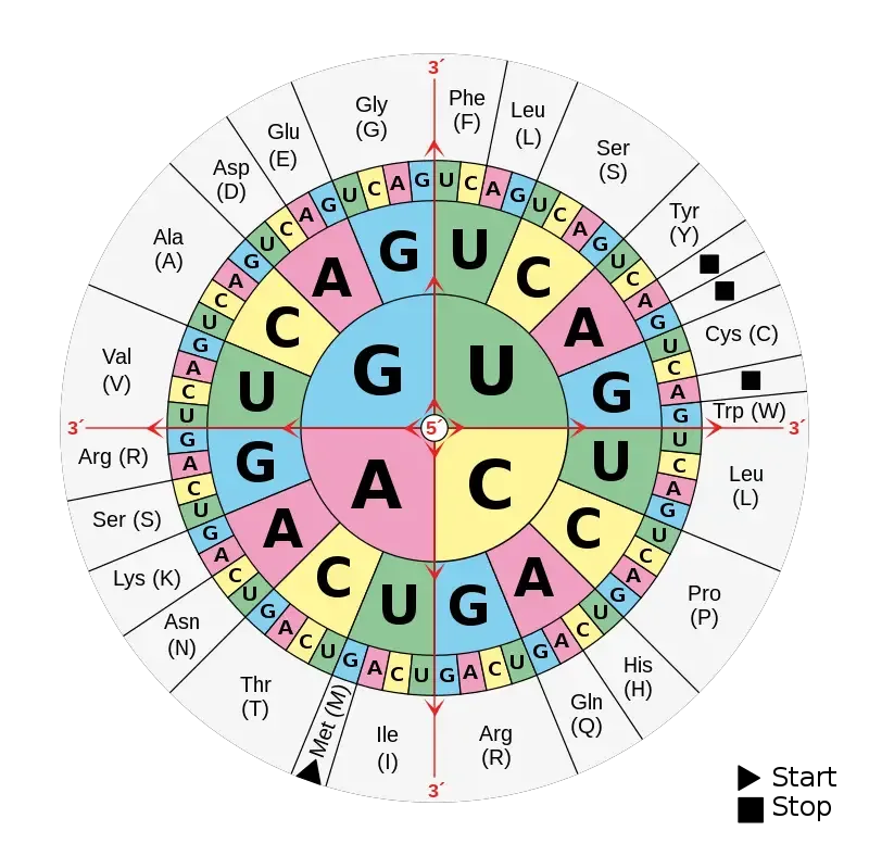 RNA Codon Wheel