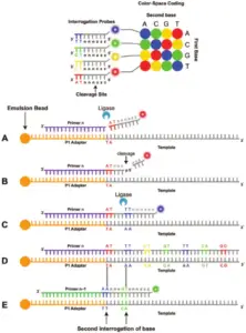 Next-Generation Sequencing (NGS)- Definition, Types, Applications ...