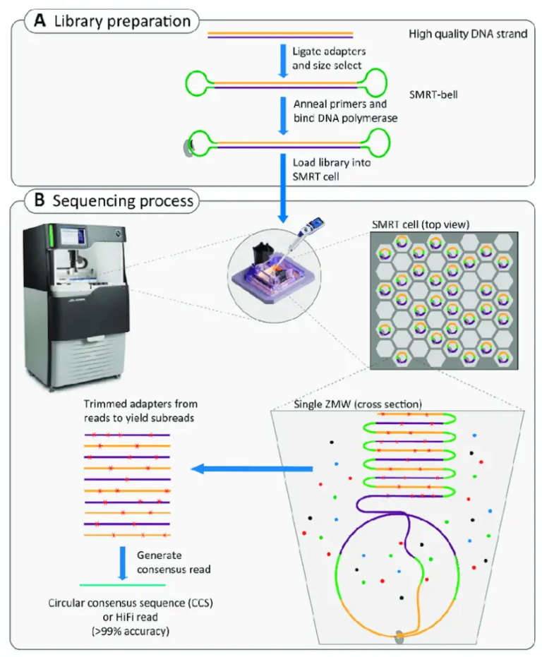 NextGeneration Sequencing (NGS) Definition, Types, Applications