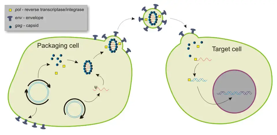 Packaging and transduction by a lentiviral vector.