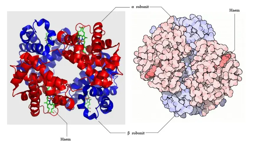 Hemoglobin