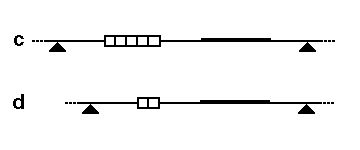 Schematic for RFLP by VNTR length variation