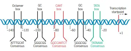 Structure of a promoter recognized by RNA polymerase II. The TATA and CAAT boxes are located at about the same positions in the promoters of most nuclear genes encoding proteins. The GC and octamer boxes may be present or absent; when present, they occur at many different locations, either singly or in multiple copies. The sequences shown here are the consensus sequences for each of the promoter elements. The conserved promoter elements are shown at their locations in the mouse thymidine kinase gene.

