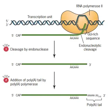 7 Poly(A) tails are added to the 3 ends of transcripts by the enzyme poly(A) polymerase. The 3-end substrates for poly(A) polymerase are produced by endonucleolytic cleavage of the transcript downstream from a polyadenylation signal, which has the consensus sequence AAUAAA.
