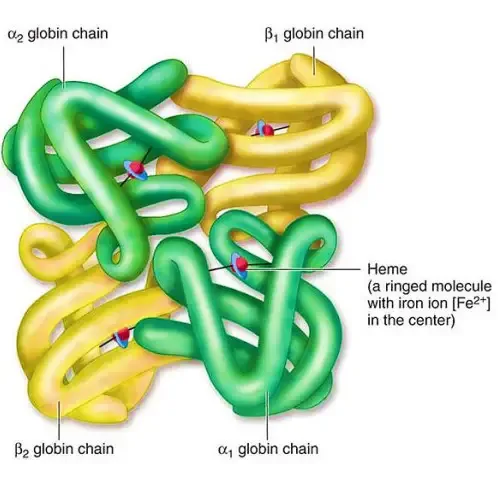 Structure of Hemoglobin
