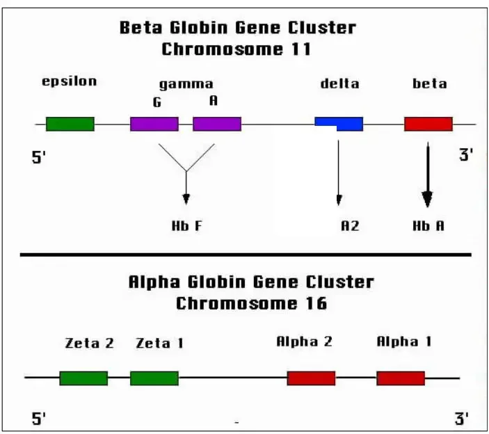 Globin gene clusters
