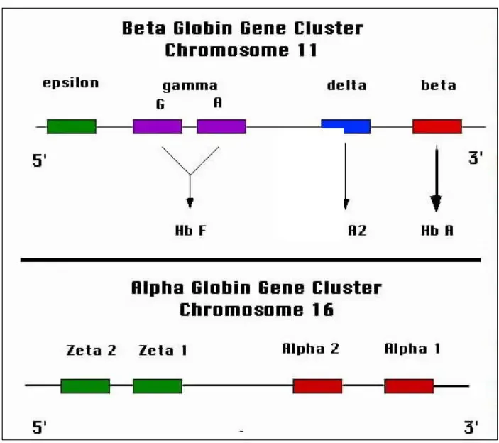 Globin gene clusters
