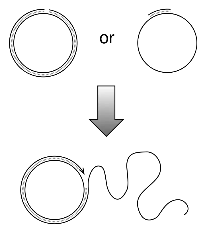 Madprime, CC BY-SA 4.0, via Wikimedia Commons
