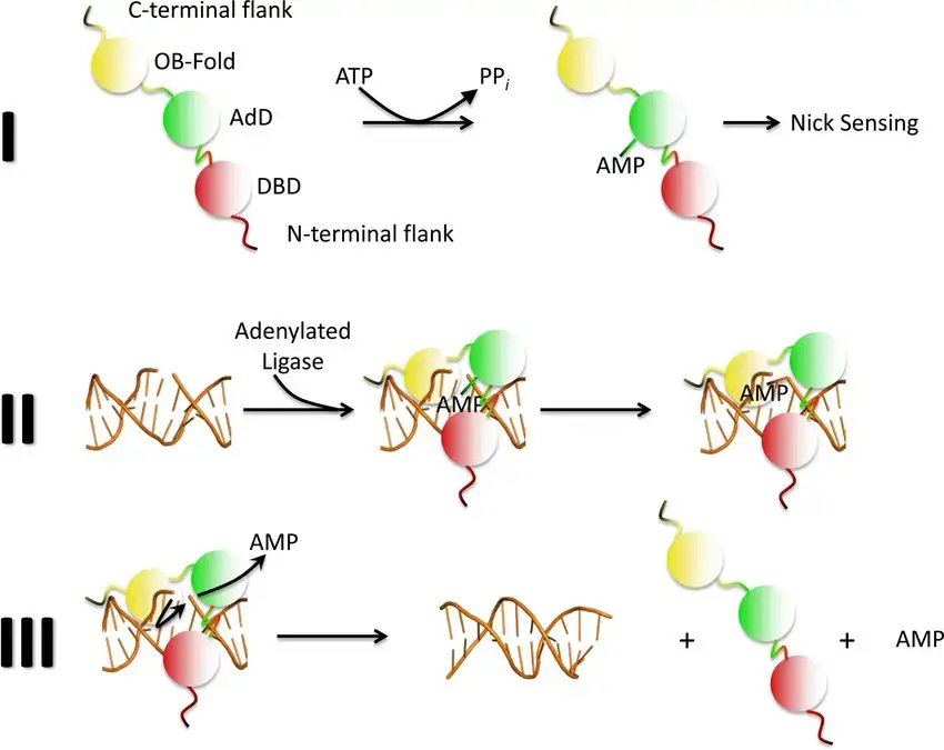 The Three-step mechanism of DNA ligation | Image Source: Howes, Timothy & Tomkinson, Alan. (2012). DNA ligase I, the replicative DNA ligase. Sub-cellular biochemistry.
