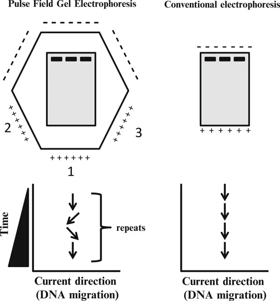 comparison of PFGE versus conventional electrophoresis | The gel (grey rectangle) is deposited in a buffer within a gel rig with anodes (+) and cathodes () in both instances (top diagrams). In PFGE, the orientation of the current alternates between 1, 2, and 3. As shown in the graphs below, unlike conventional electrophoresis in which the current flows in a single direction, PFGE alternates between multiple directions, enabling the separation of DNA with a high molecular weight.