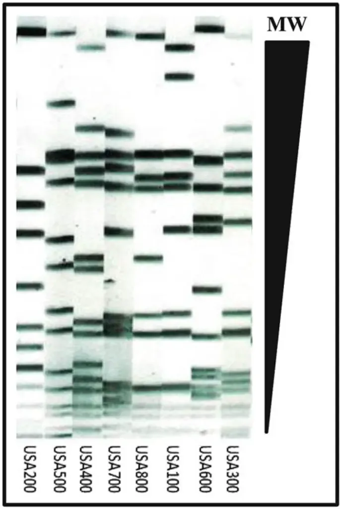 A representative processed gel showing the different banding patterns of eight USA types. Image is a negative image of a processed gel with higher molecular weight (MW) DNA towards top of the image