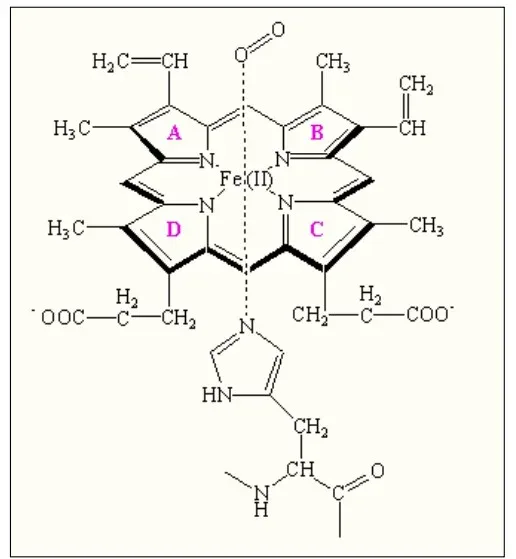 Protoporphyrin IX ring
