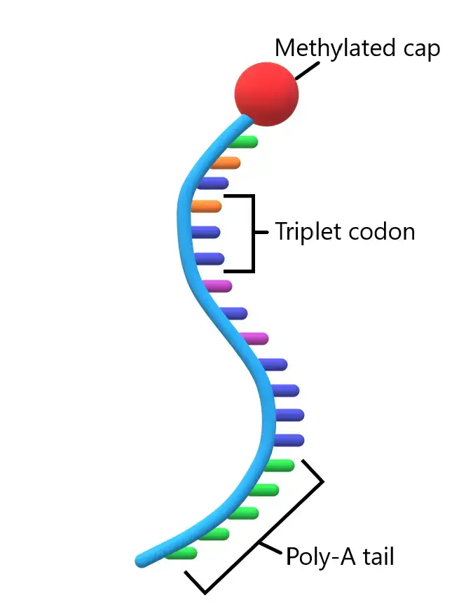 Messenger RNA (mRNA) – Structure and Functions
