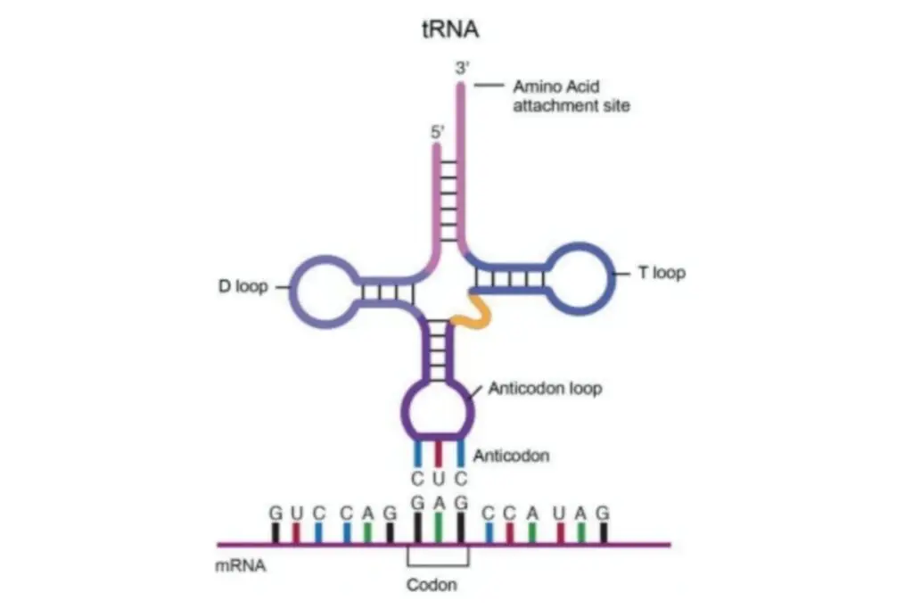 Transfer RNA (tRNA) – Structure and Functions
