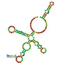 Small Nuclear RNA (snRNA) – Structure and Functions

