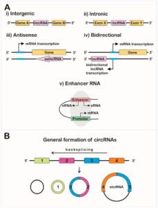 Types of RNA with Structure and Functions - Biology Notes Online