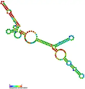 Types of RNA with Structure and Functions - Biology Notes Online