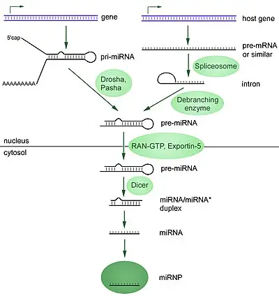 MicroRNAs (miRNAs) – Structure and Functions
