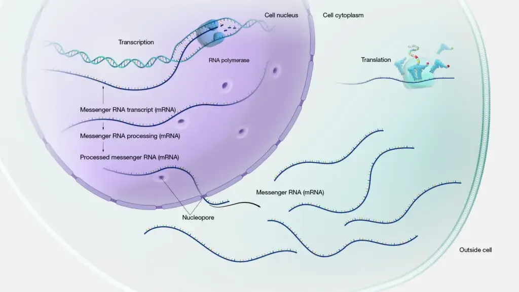 What is gene expression?
