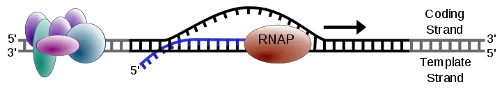 Elongation in transcription 
