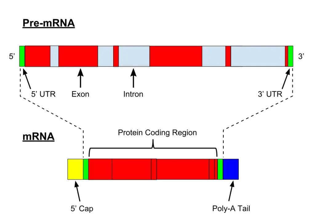 Illustration of exons and introns in pre-mRNA and the formation of mature mRNA by splicing. The UTRs (in green) are non-coding parts of exons at the ends of the mRNA. | Image Source: Nastypatty, CC BY-SA 4.0, via Wikimedia Commons
