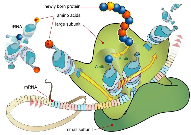 During the translation, tRNA charged with amino acid enters the ribosome and aligns with the correct mRNA triplet. Ribosome then adds amino acid to growing protein chain.