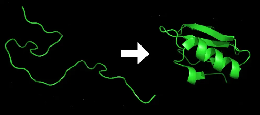 Protein before (left) and after (right) folding | Image Source: No machine-readable author provided. DrKjaergaard assumed (based on copyright claims).
