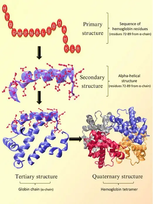 Four levels structure of Hemoglobin

