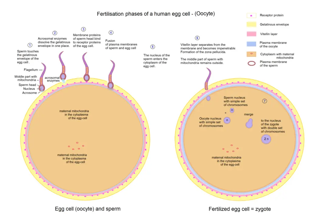 Fertilisation phases of a human egg. The middle part of the sperm with mitochondria of the father remains outside the zygote. The mitochondria of the mother are already in the oocyte.
