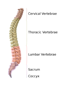 Vertebra - Definition, Structure, Development