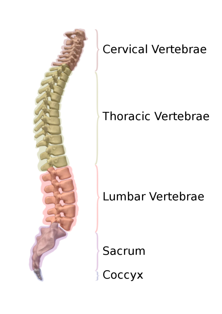 Segments of the vertebrae
