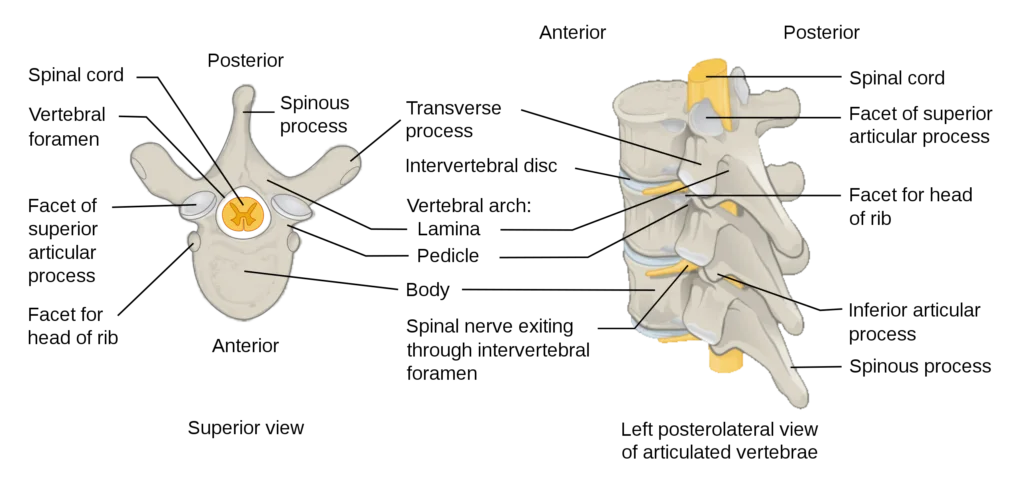 Anatomy of a vertebra
