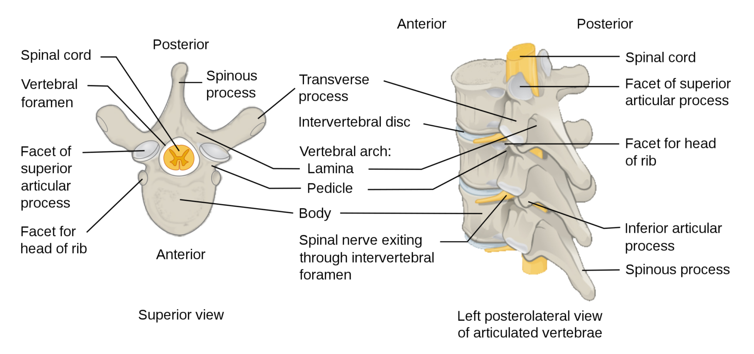 Vertebra - Definition, Structure, Development - Biology Notes Online