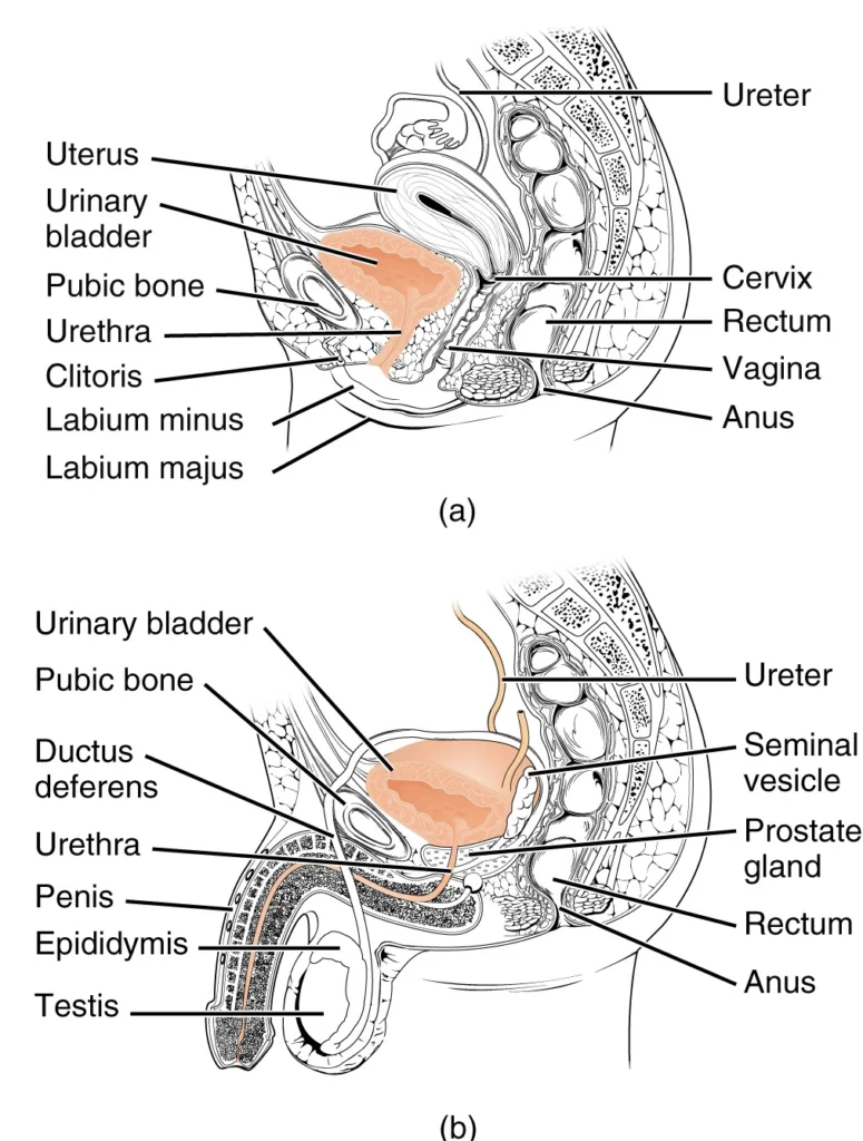 The urethra transports urine from the bladder to the outside of the body. This image shows (a) a female urethra and (b) a male urethra.
