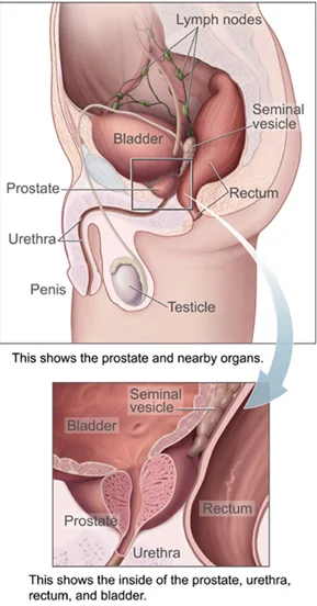 Position of the urethra in males
