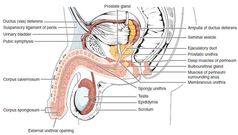 Which Structure Is Highlighted Spongy Urethra