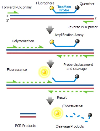 TaqMan probe chemistry mechanism
