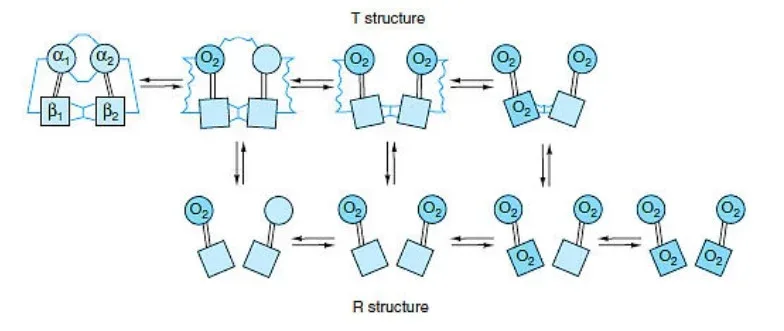 R and T state of Hemoglobin
