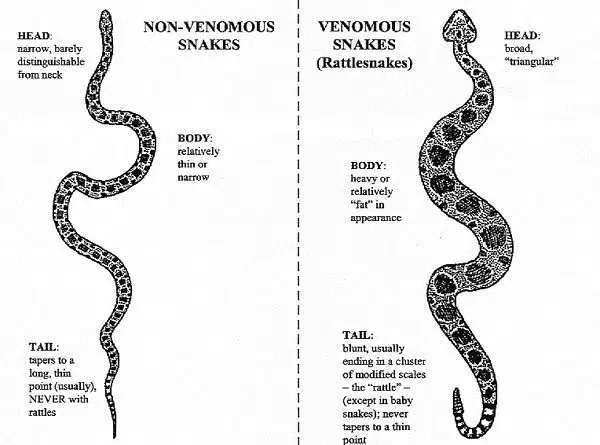 Differences Between Poisonous and Non-poisonous Snakes