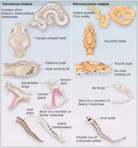 Differences Between Poisonous and Non-poisonous Snakes